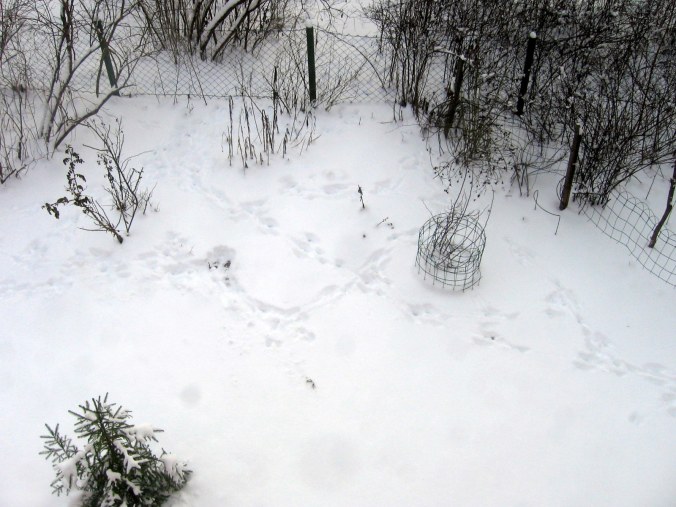 El liebre ha vuelto después de unos dias con nieve intacta. ¡Maldito liebre! ¡No desenterres los rosales de mi esposa! 